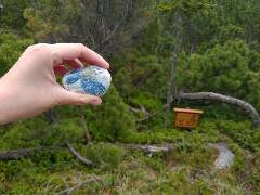 Sýkory modřinky (Blue tit)